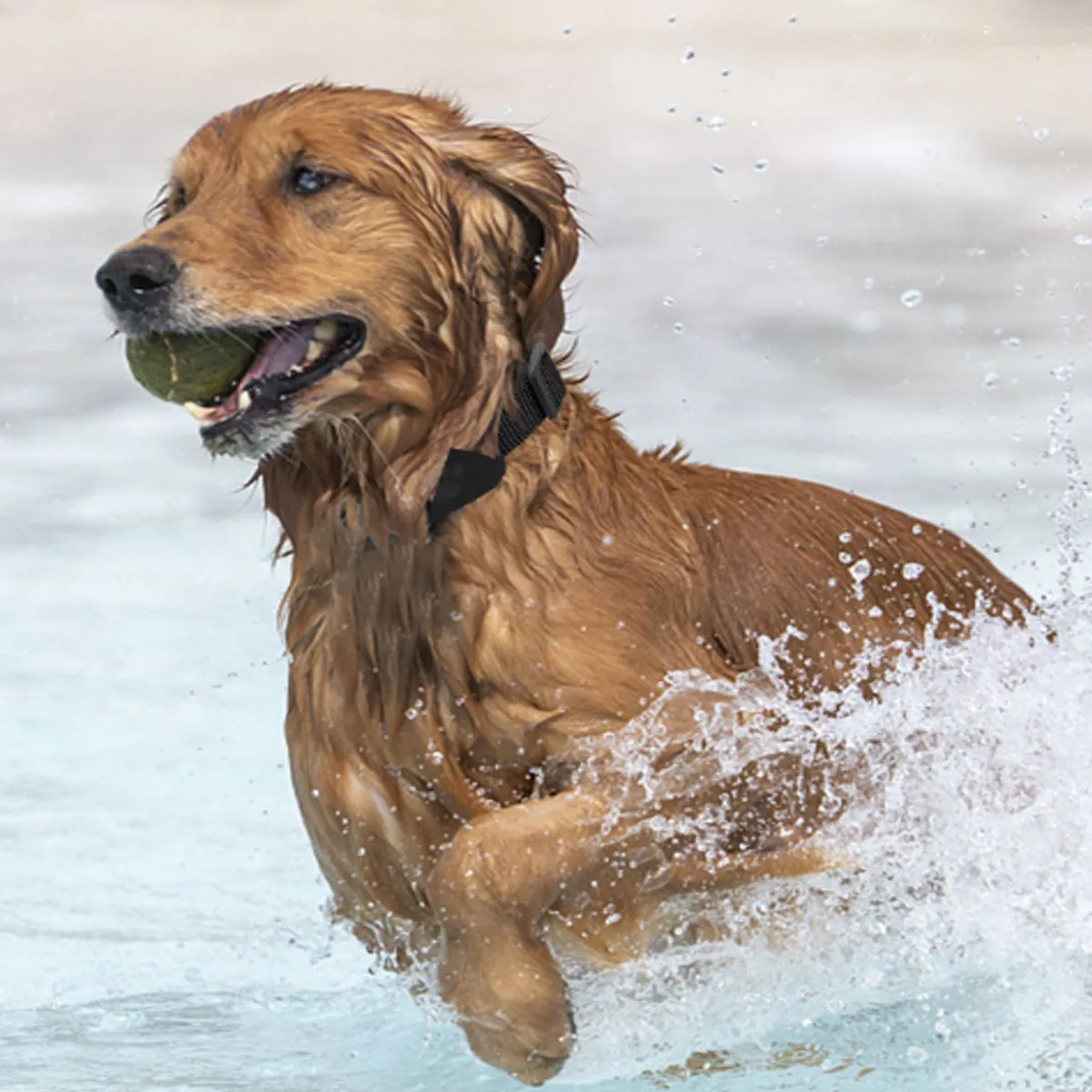 Find My Pet MFI Certified Activity Tracker for your Dog